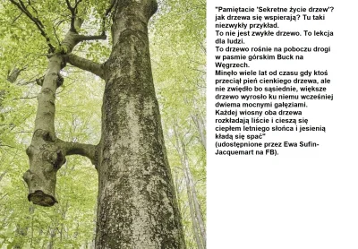 Wincencik - @lobo: Ale Ty, szanowny kolego, już na wstępie sam się zdyskredytowałeś p...