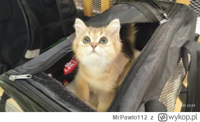 MrPawlo112 - Znalazłem tego przystojniaka na wschodnim na pkp
#pokazkota