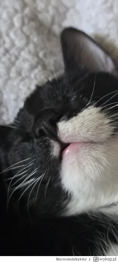 MarmoladaNykilor - @MarmoladaNykilor: