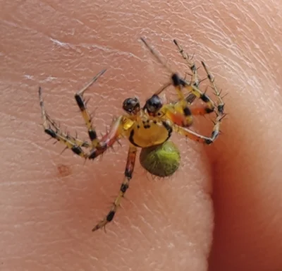 mandamin - Jaka pajęczyna warjacie

#smiesznypiesek #heheszki