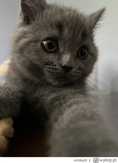 smiley8 - Ale sobie selfie zrobiła :)

#koty #kitku #pokazkota