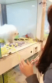 wfyokyga - W Japonii mają takie specjalne boksy i se możesz wybrać z którego kotka cz...