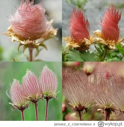 januszzczarnolasu - #natura #przyroda #flora #rosliny #ciekawostki
Geum triflorum (ku...