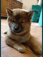 mchmjszk - #psy #piesel #shibainu 
Moze ktos tutaj podrzuci jakis fajny pomysł na imi...