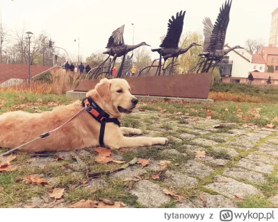 tytanowyy - Dzień 3

(nadal się nie zorientowali)

#pies #psy #goldenretriever #olszt...