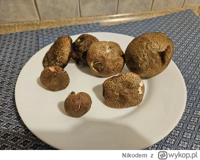 Nikodem - Mirki, jakie to grzyby? Podgrzybki złotawe?
#grzyby