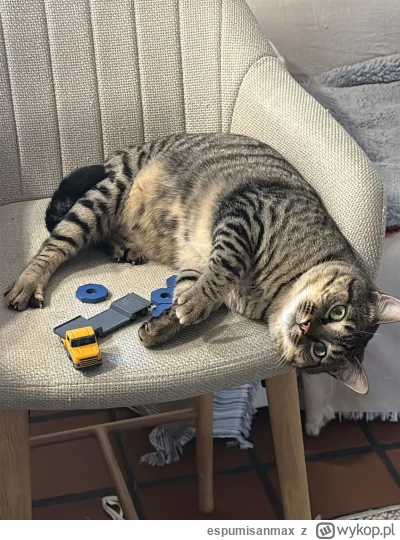 espumisanmax - Pomocy, gdzie sie spuszcza powietrze z kota? Zaraz pęknie.

#pokazkota