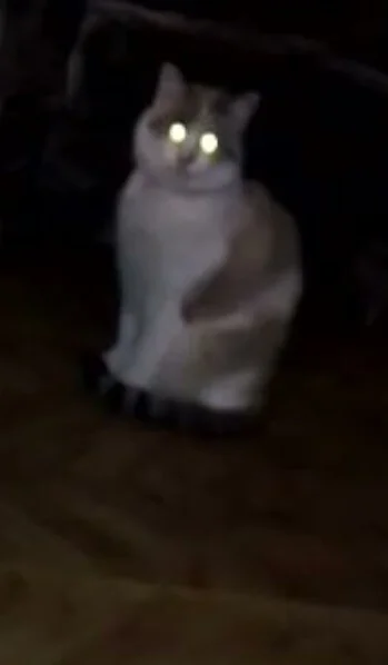 Rambo8wTV - @simpiara: