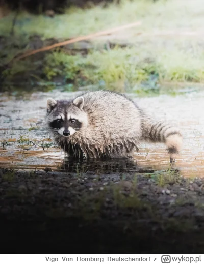 VigoVonHomburg_Deutschendorf - #szopeknadzis obłocony