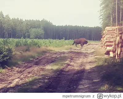 mpetrumnigrum - #grzyby #las #zwierzaczki #zwierzeta

Patrzcie jaki ładny rydz dzisia...