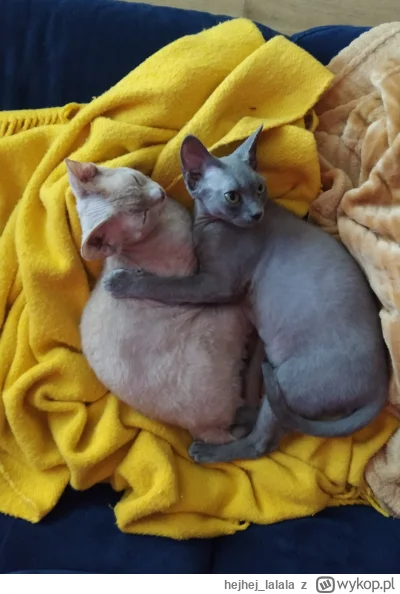 hejhejlalala - @cultof_luna: no elo