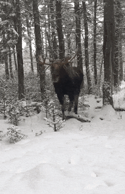 wfyokyga - Piesek idzie się przywitać z Tobą.