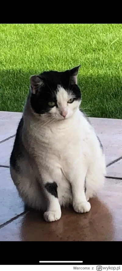 Warcomx - Ehhh, oddałem dzisiaj mojego kotka na zabieg eutanazji. 

Musiał się biedak...
