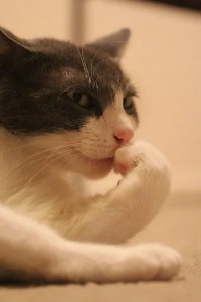 dywergent - oplaca sie zostac nauczycielem?