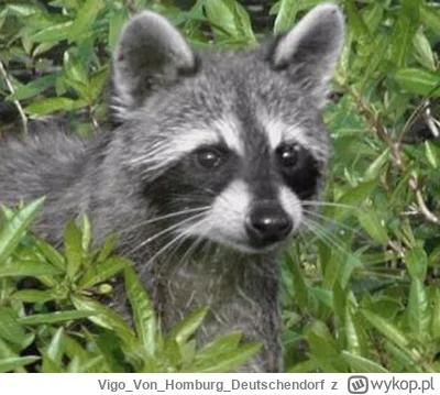 VigoVonHomburg_Deutschendorf - Wracacie do domu przez park i w krzakach siedzi taki #...