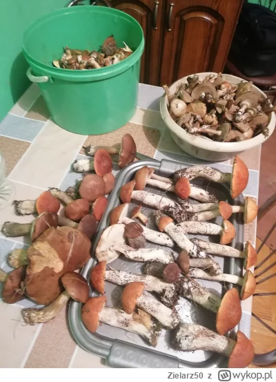 Zielarz50 - @Zielarz50: a jednak się udało, oto grzybki dzisiejsze + jedna tacka na b...