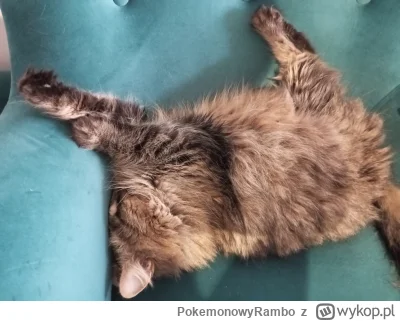 PokemonowyRambo - #koty #pokazkota