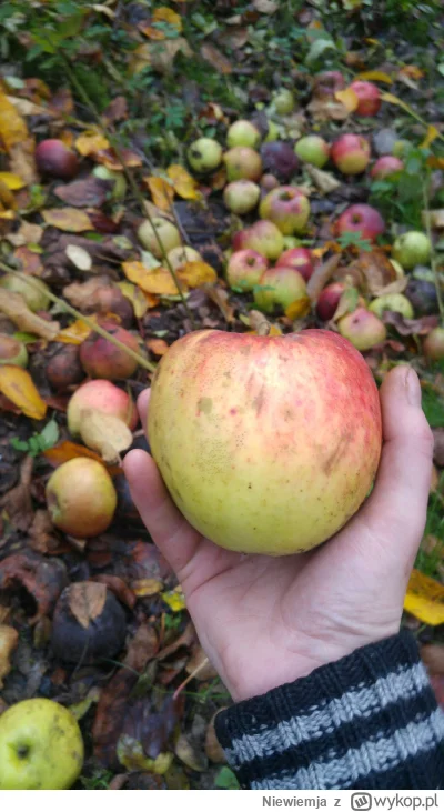 Niewiemja - @PawelW124: Jabłoni które same rodzą bez oprysków to mam w okolicy na szc...