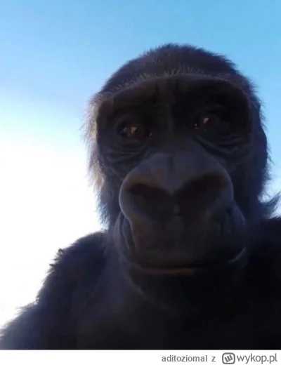 aditoziomal - boxdel zyjesz?

#famemma