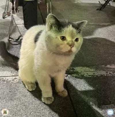 Czosnkov - Brudne łapki są oznaką uczciwie zarobionej saszety. #koty