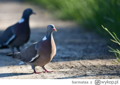 Sarmataa - @FernanduSzantusz: Gołąb Leśny - największy z dzikich gołębi w Polsce. 
Mo...