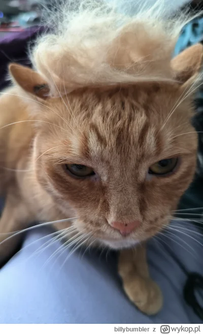 billybumbler - @curiousboi
@curiousboi czasami cosplay typu Donald Trump