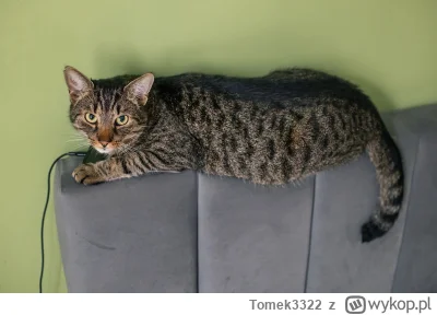 Tomek3322 - Skończ postować to g---o na wypoku. Zabieram Ci smartfona. #pokazkota