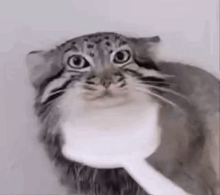 frugASS - @KarnetNaGlony: