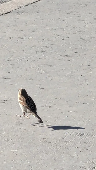 b0dyload - Co zrobić jak dzisiaj po przebudzeniu źle wczytalo mi cienie?