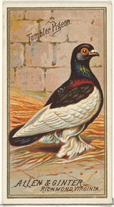 Loskamilos1 - Ptasior numer 2 czyli gołąbek znany jako tumbler pigeon, w tym przypadk...