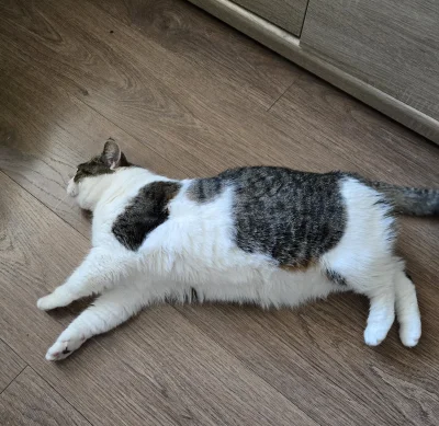 Solsith - #pokazkota spaślak padł( ͡° ʖ̯ ͡°) a to dopiero wtorek