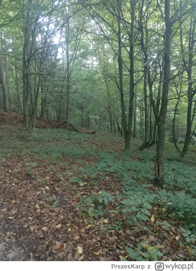 PrezesKarp - Ptaszki ćwierkają, że #grzyby rosno. Idziem obadać
#las #natura