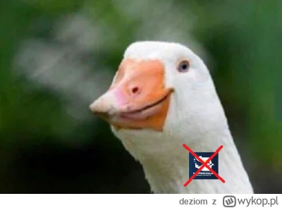 deziom - Kiedy w co drugim wpisie i komentarzu widzisz szkalowanie konfederacji i czu...