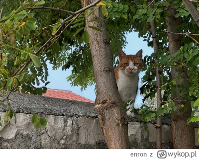 enron - Jeszcze taki #koteczkizprzypadku