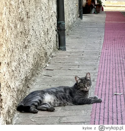 kyloe - Jaki naleśnik xdxd 

#koteczkizprzypadku #koty
