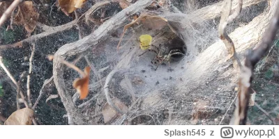 Splash545 - Czy to jest tarantula włoska czy coś innego? Pająk spotkany w Chorwacji r...