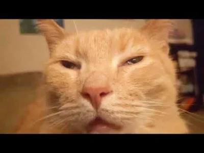 ChochlikLucek - @RicoElectrico: Ah ten typowy dla pomarańczowych kotów pyszczek myślą...