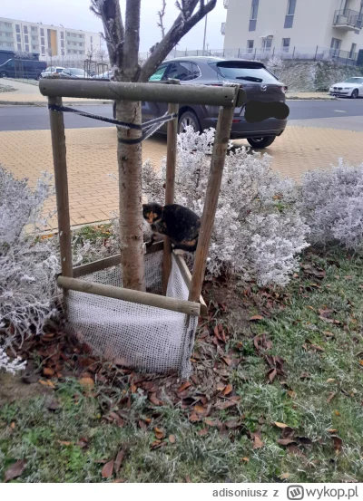 adisoniusz - #koteczkizprzypadku 
#pokazkota
