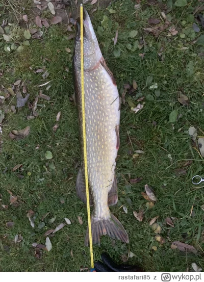 rastafari85 - Cały dzień bez kontaktu z rybą i teraz wpadł 79 :)
#wedkarstwo