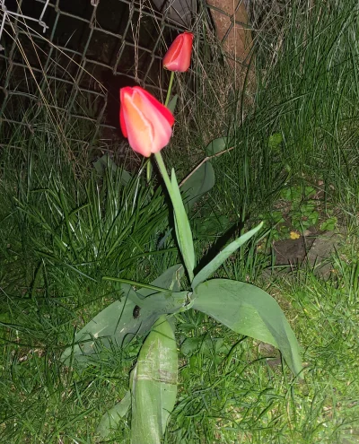 Chlopakizdzialeczek - Legendarne tulipany, bardzo rzadko można spotkać taki gatunek, ...