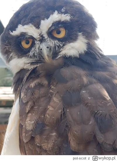 pol-scot - Scottish Owl Center 
#zwierzaczki #zwierzeta #sowysazajebiste #ptaki #szko...