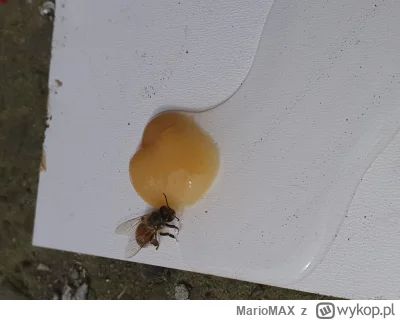 MarioMAX - Będzie dobrze, obiecuję :-3