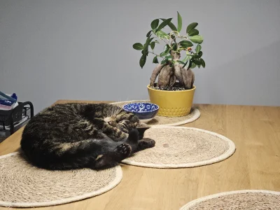 klefonafide - Siedzę z Ziomkiem, ale Ziomek już zmęczony. 

#koty #pokazkota #smieszn...