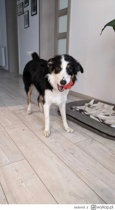 netevil - @MrMas no hejka XD