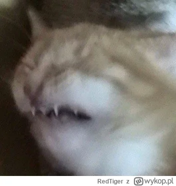 RedTiger - @Vegasik69: