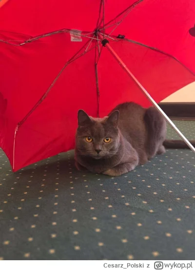 Cesarz_Polski - #kotekwrocek #wroclaw