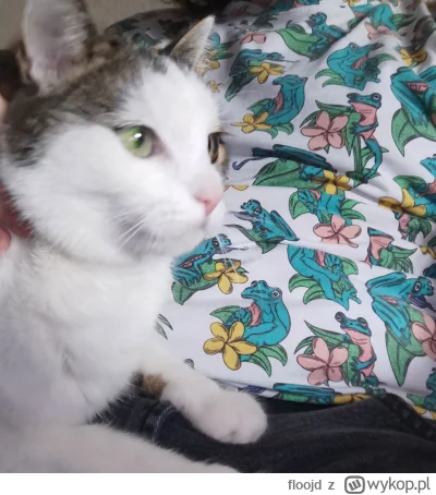 floojd - GM Frens! kotek ugłaskan i nakarmion, zaraz wlatuje kawusia 
#frenpill