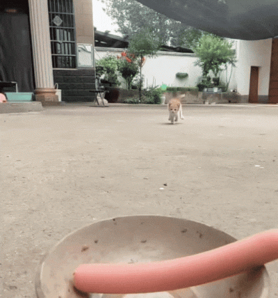 wfyokyga - Walka o paruwku