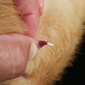 b0dyload - To jest ta słynna kocia pyta :O
#kiciochpyta