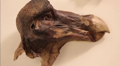 Loskamilos1 - Jedyna zachowana do dzisiaj głowa należąca do wymarłego już ptaka dodo....